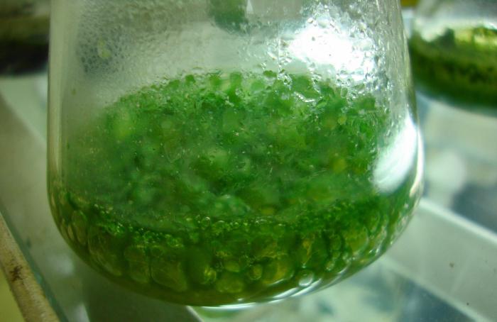 одноклеточные водоросли примеры