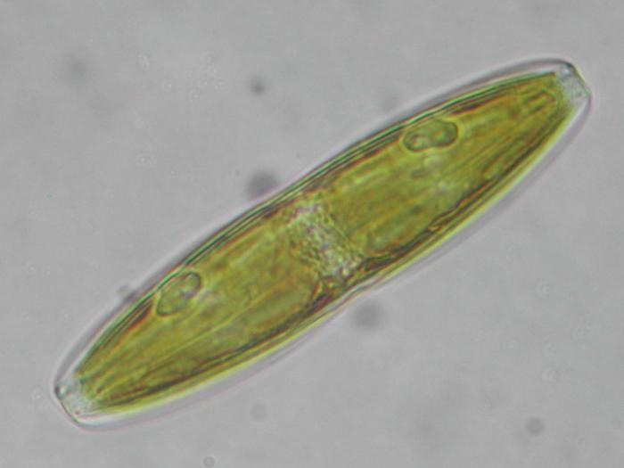 особенности строения зеленых одноклеточных водорослей