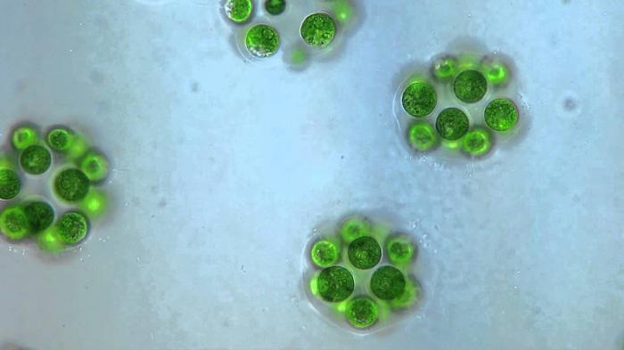 одноклеточные водоросли хламидомонада