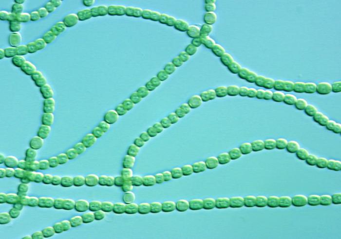 представители зеленых одноклеточных водорослей 