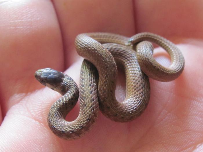 самые маленькие змеи в мире фото