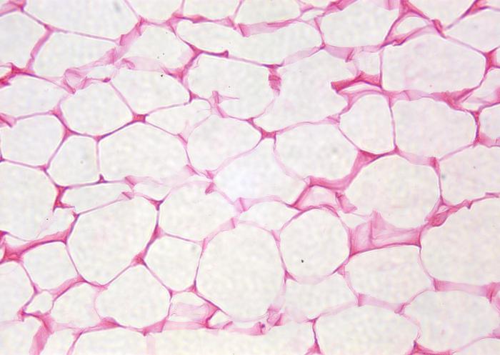 клетки образовательной ткани