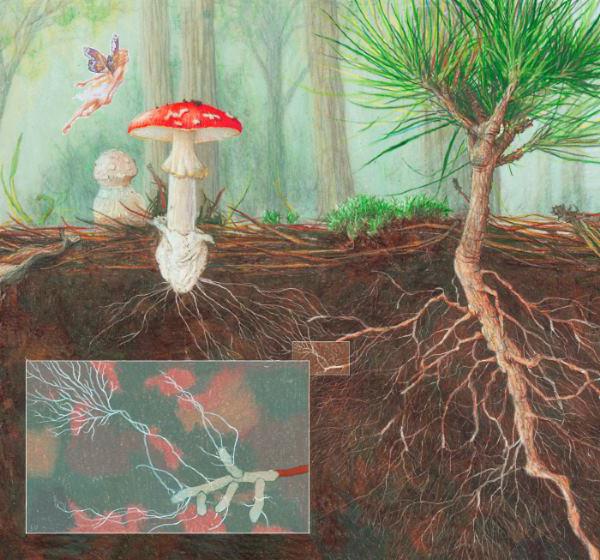 Плесневые грибы образуют микоризу. Симбиоз микориза и растений. Микориза гриба. Микориза грибокорень.