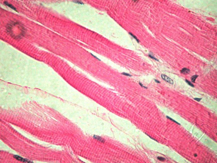 строение гладкой мышечной ткани 