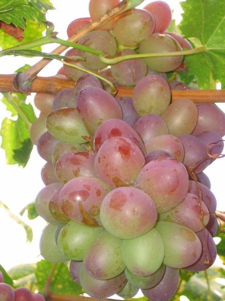 тайфи розовый виноград