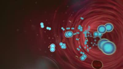 лейкоциты строение клетки 