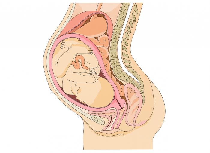 Первые недели беременности что можно что нельзя thumbnail