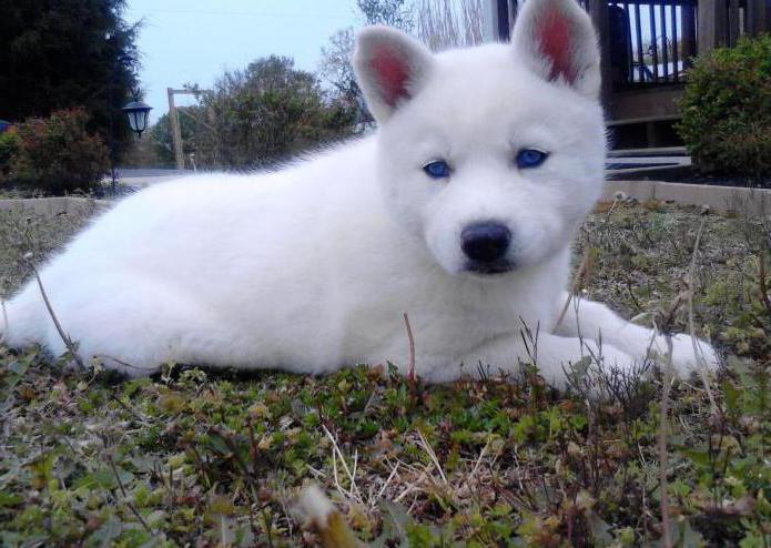 husky white color