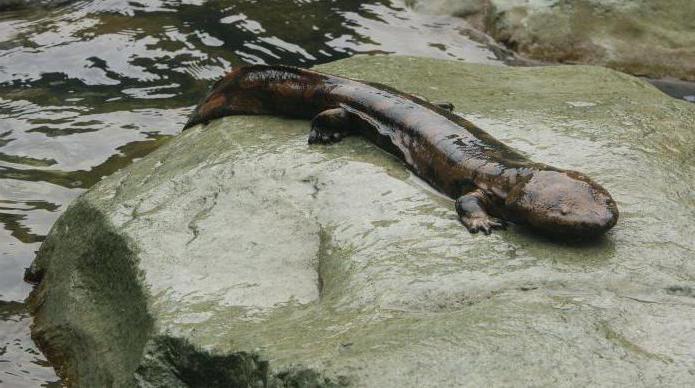 гигантская саламандра