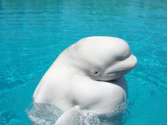 белуха арктический дельфин 
