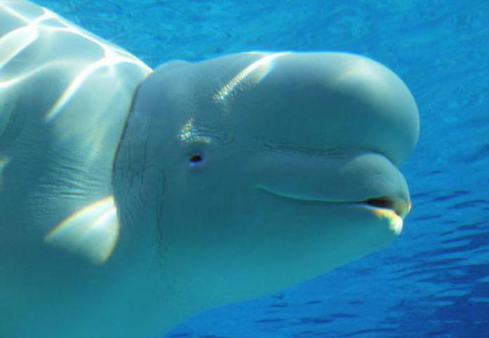 белуха дельфин сколько весит