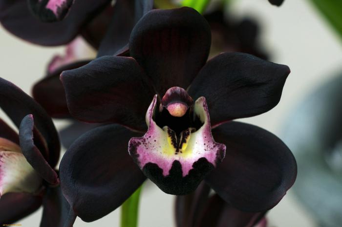Чем лучше поливать орхидею в домашних условиях при цветении