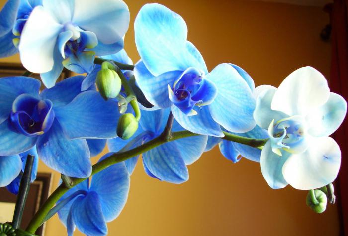 Чем лучше поливать орхидею в домашних условиях при цветении