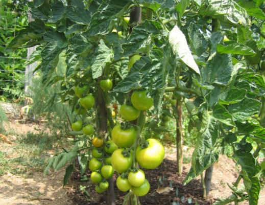 the best varieties of tomato for open ground