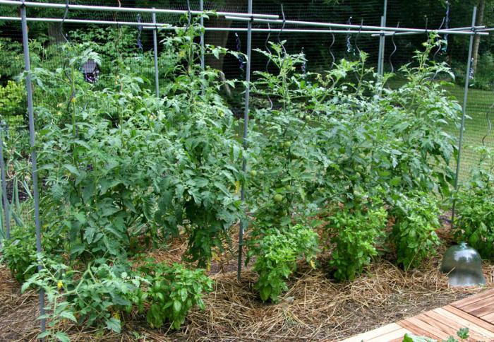 tall varieties of tomatoes