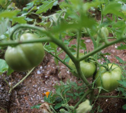 tomato varieties reviews