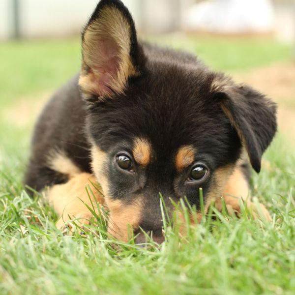 german shepherd puppies prices