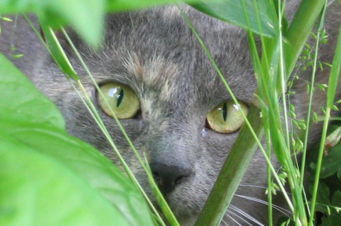 british cat sheds much what to do