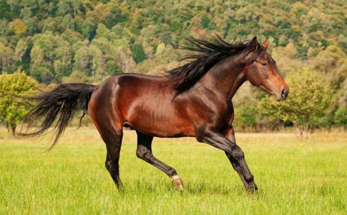лошади карачаевской породы история