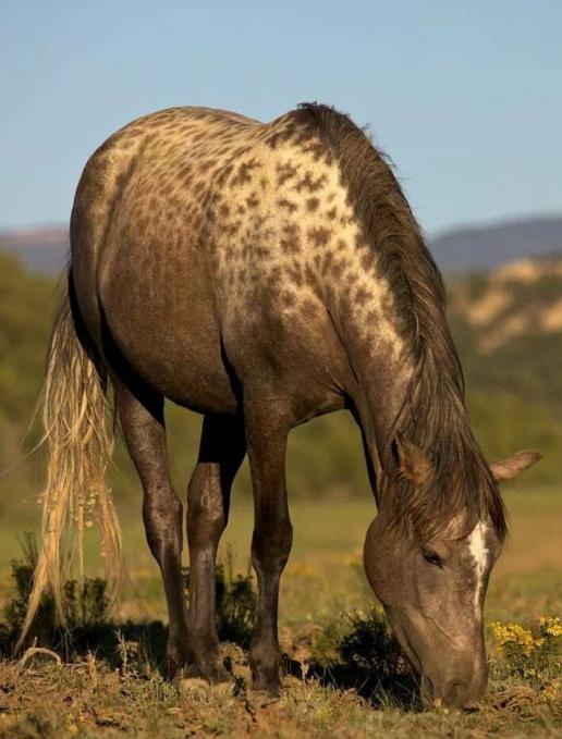 лошади карачаевской породы фото
