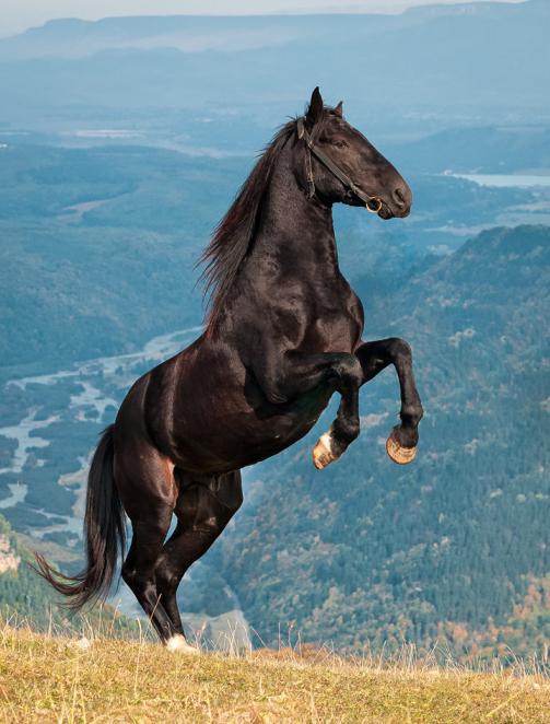 карачаевской породы лошадь