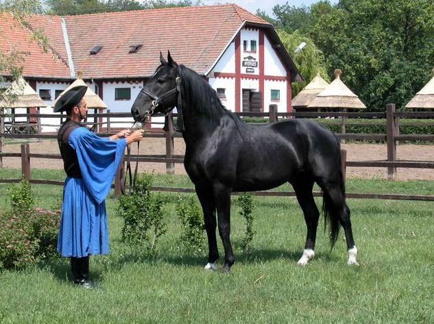карачаевская порода лошадей