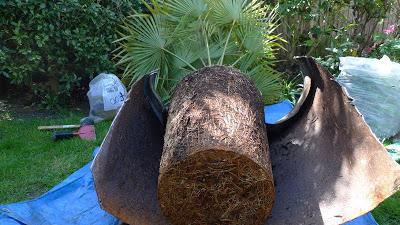 азиатская пальма с перистыми листьями как называется 