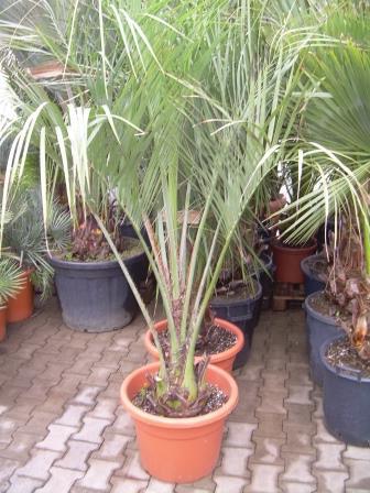 пальма с перистыми листьями как называется