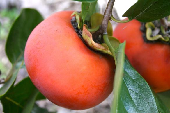persimmon which vitamins contains
