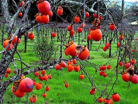 what vitamins are found in persimmons