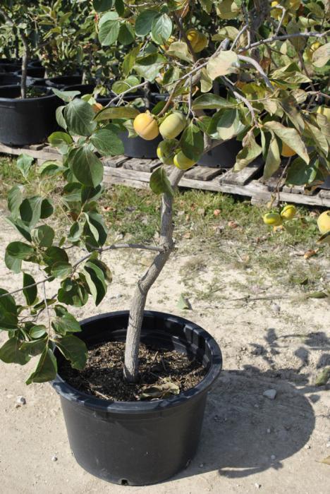 what vitamins in persimmon sharon