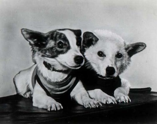 белка и стрелка первые собаки в космосе фото
