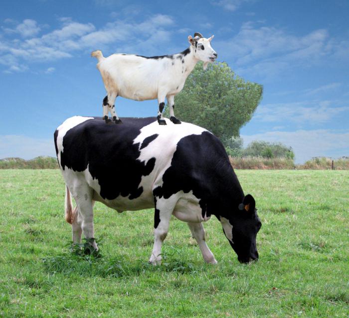Почему корова какает лепёшками, а коза горошками?)