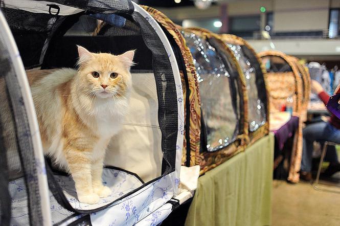 выставка кошек в Москве расписание