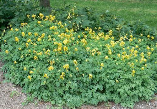 Corydalis plant description care