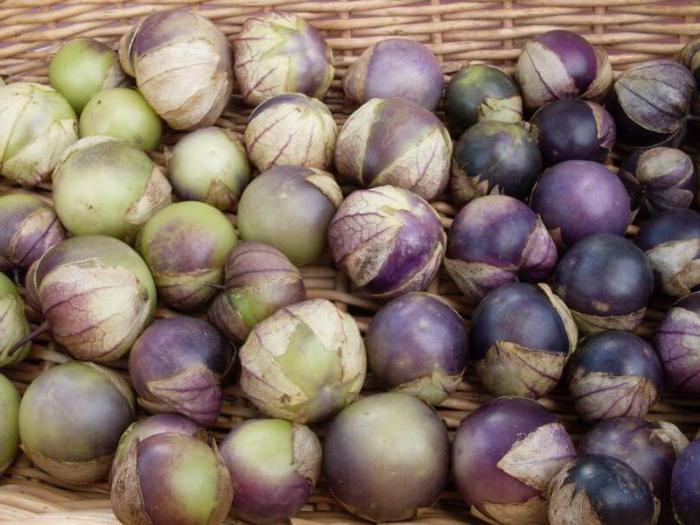 physalis seeds