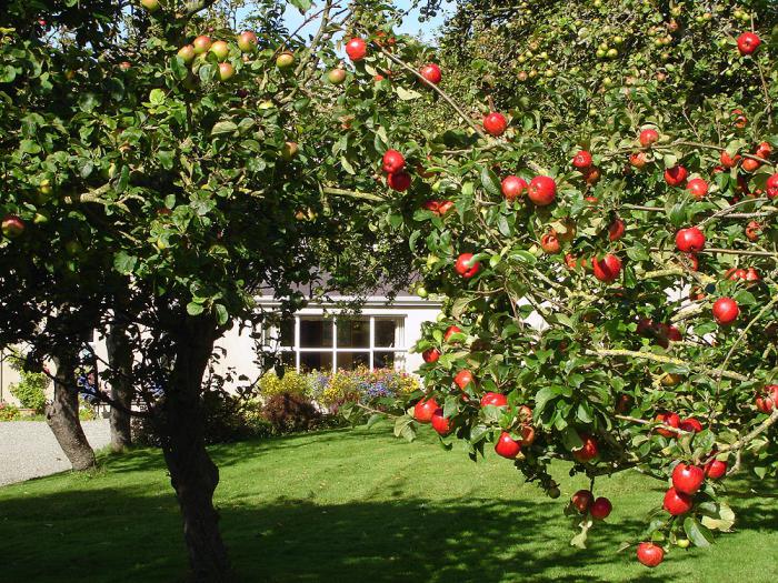 когда лучше сажать яблони весной или осенью