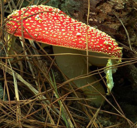 poisonous and edible tubular mushrooms