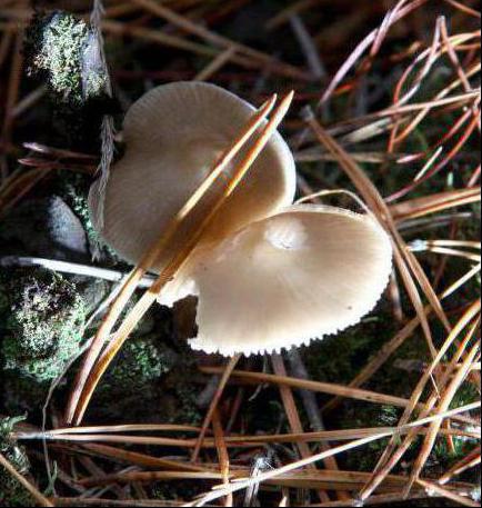 recognition of edible and poisonous mushrooms