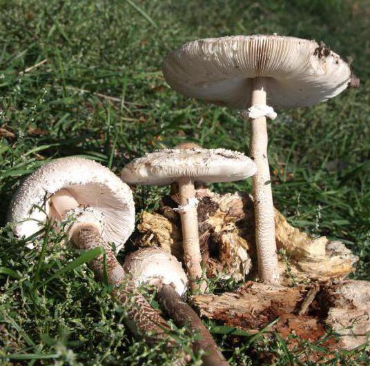 edible and poisonous mushrooms