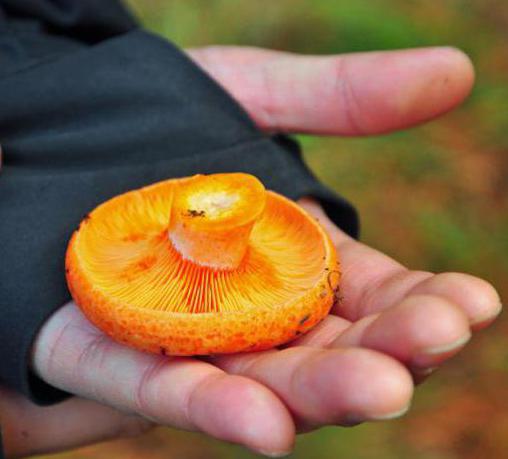 edible and poisonous mushrooms