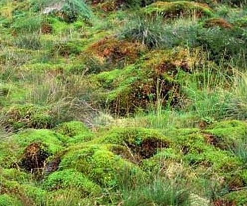 травянистые растения России сфагновые болота