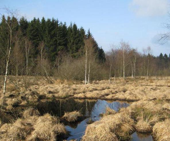 проблема исчезновения торфяных болот