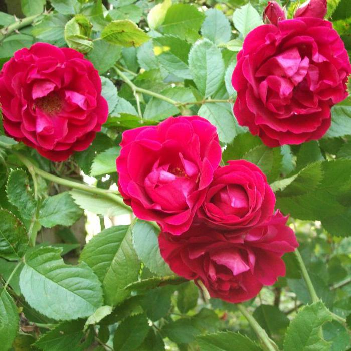 Фламентанц плетистая роза описание фото