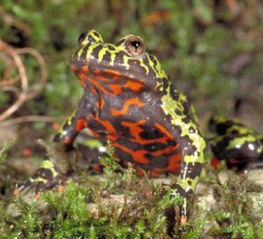 frog red-bellied toad