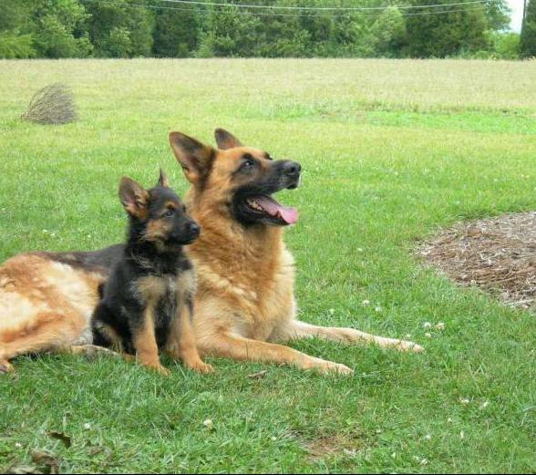 German shepherds how many live