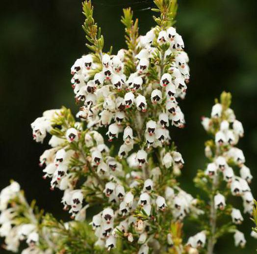 Erica plant description