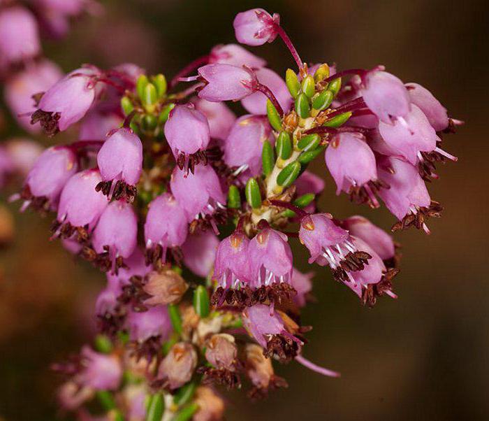 Erica plant in the garden