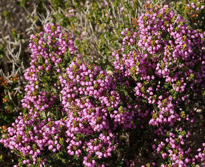 Erica plant