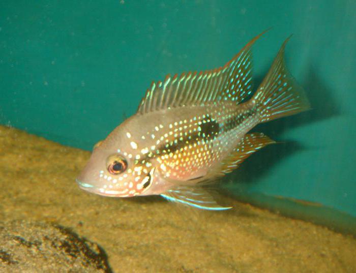 cichlazoma eliota aquarium world